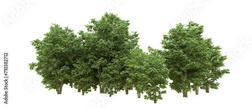 Green forest isolated on background. 3d rendering - illustration