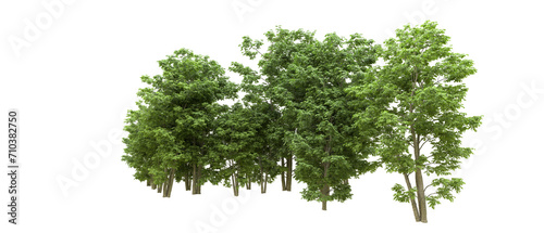 Green forest isolated on background. 3d rendering - illustration