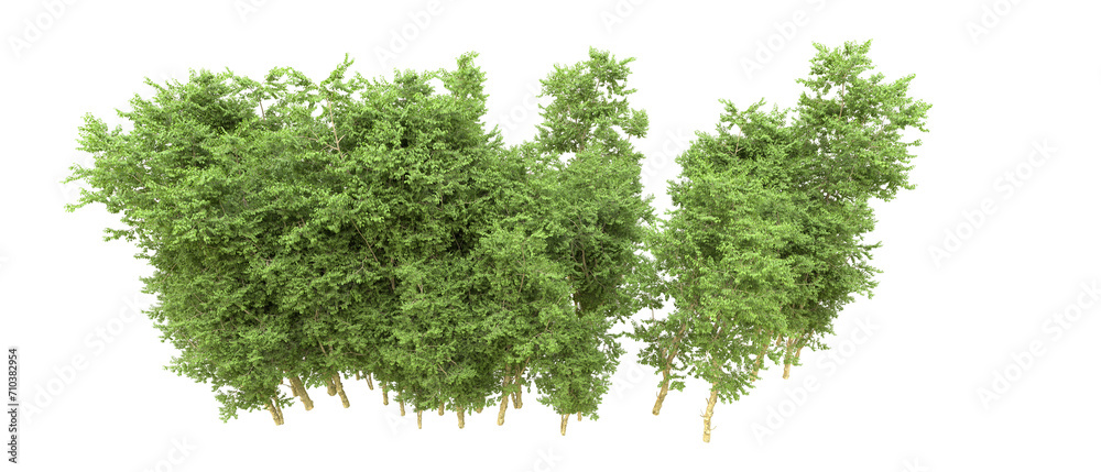 Green forest isolated on background. 3d rendering - illustration Green forest isolated on background. 3d rendering - illustration