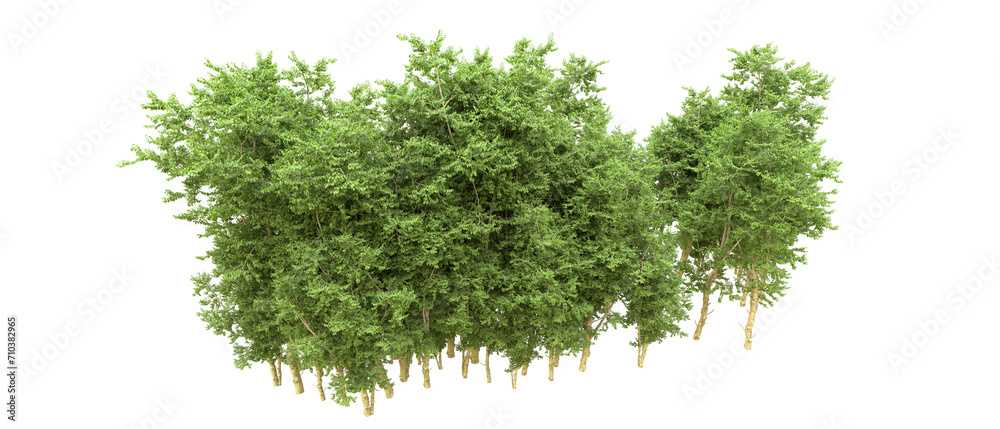 Green forest isolated on background. 3d rendering - illustration