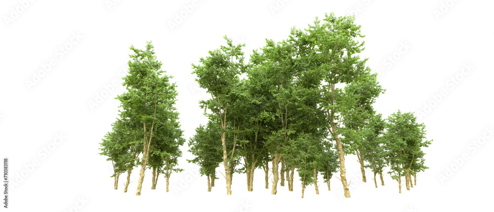 Obraz premium Green forest isolated on background. 3d rendering - illustration