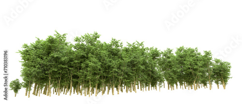 Green forest isolated on background. 3d rendering - illustration