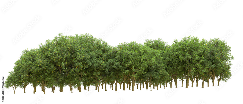 Fototapeta premium Green forest isolated on background. 3d rendering - illustration