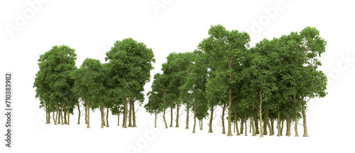 Green forest isolated on background. 3d rendering - illustration