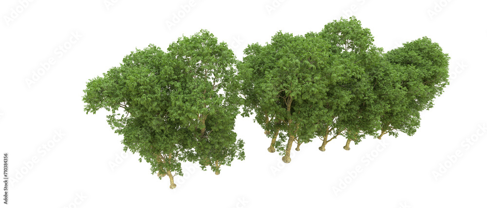 Obraz premium Green forest isolated on background. 3d rendering - illustration
