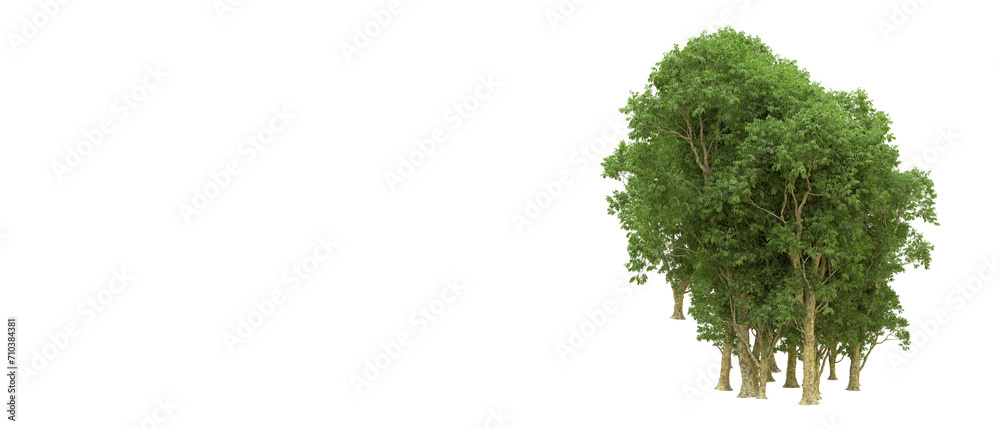 Fototapeta premium Green forest isolated on background. 3d rendering - illustration