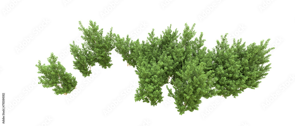 Green forest isolated on background. 3d rendering - illustration Green forest isolated on background. 3d rendering - illustration
