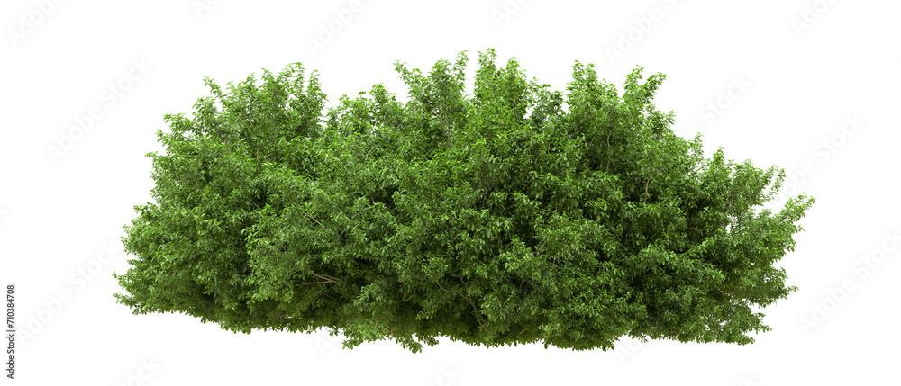 Green forest isolated on background. 3d rendering - illustration Green forest isolated on background. 3d rendering - illustration