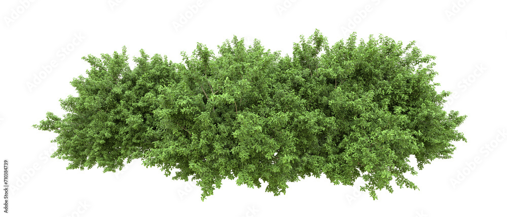Green forest isolated on background. 3d rendering - illustration