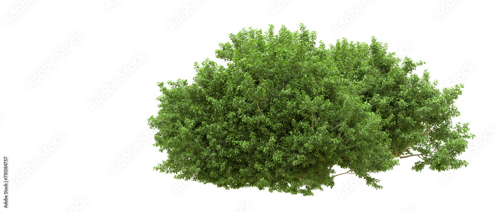 Obraz premium Green forest isolated on background. 3d rendering - illustration