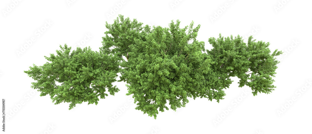 Obraz premium Green forest isolated on background. 3d rendering - illustration