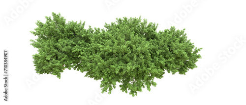 Green forest isolated on background. 3d rendering - illustration