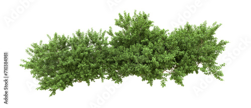 Green forest isolated on background. 3d rendering - illustration © Cristian