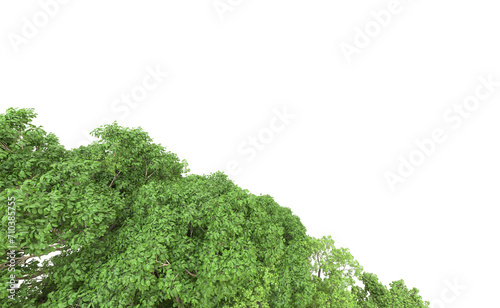 Green forest isolated on background. 3d rendering - illustration