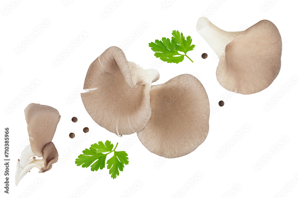 Fototapeta premium Oyster mushrooms isolated on white background with full depth of field. Top view. Flat lay