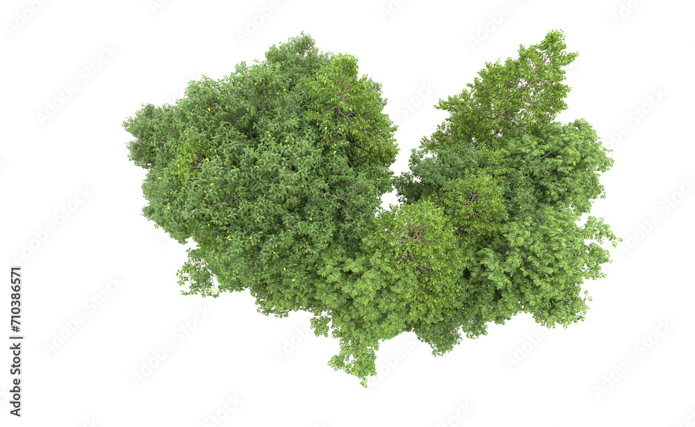 Obraz premium Green forest isolated on background. 3d rendering - illustration