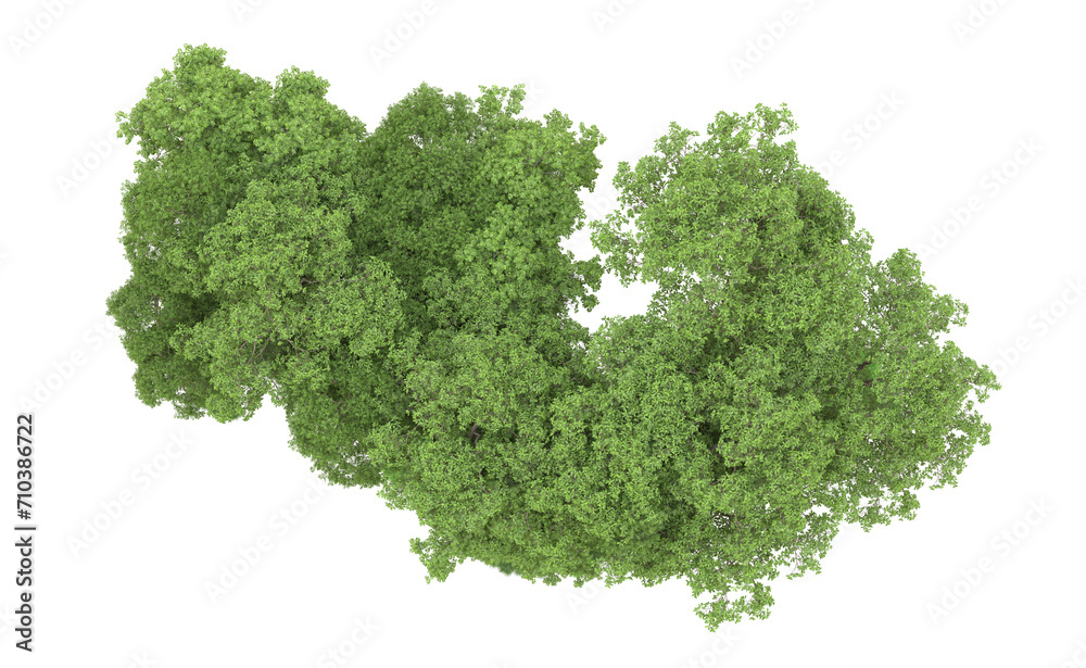 Fototapeta premium Green forest isolated on background. 3d rendering - illustration