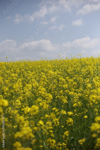 Rape blossom in korea