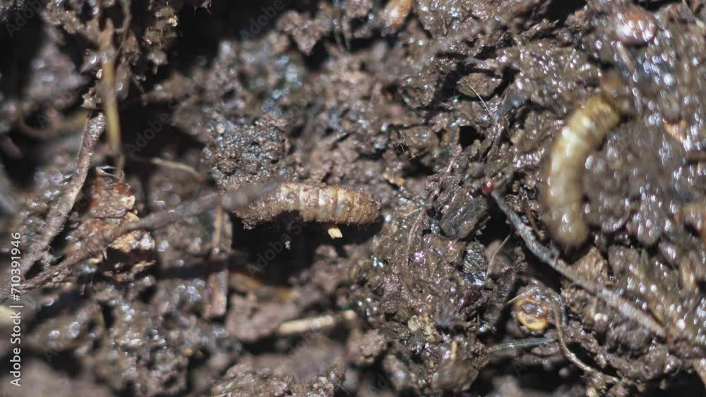 Closeup of soldier fly larvae, Hermetia iluscens, creeping into the mud