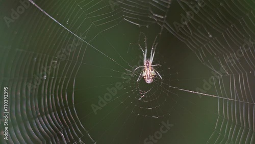 Closeup of an orchard orb weaver spider (Leucauge sp) at the center of her web. photo