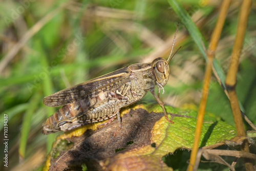 An Italian locust resting on a dry leaf © Stefan