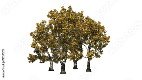 Group of London Plane trees - Platanus in autumn on transparent background - 3D Illustration