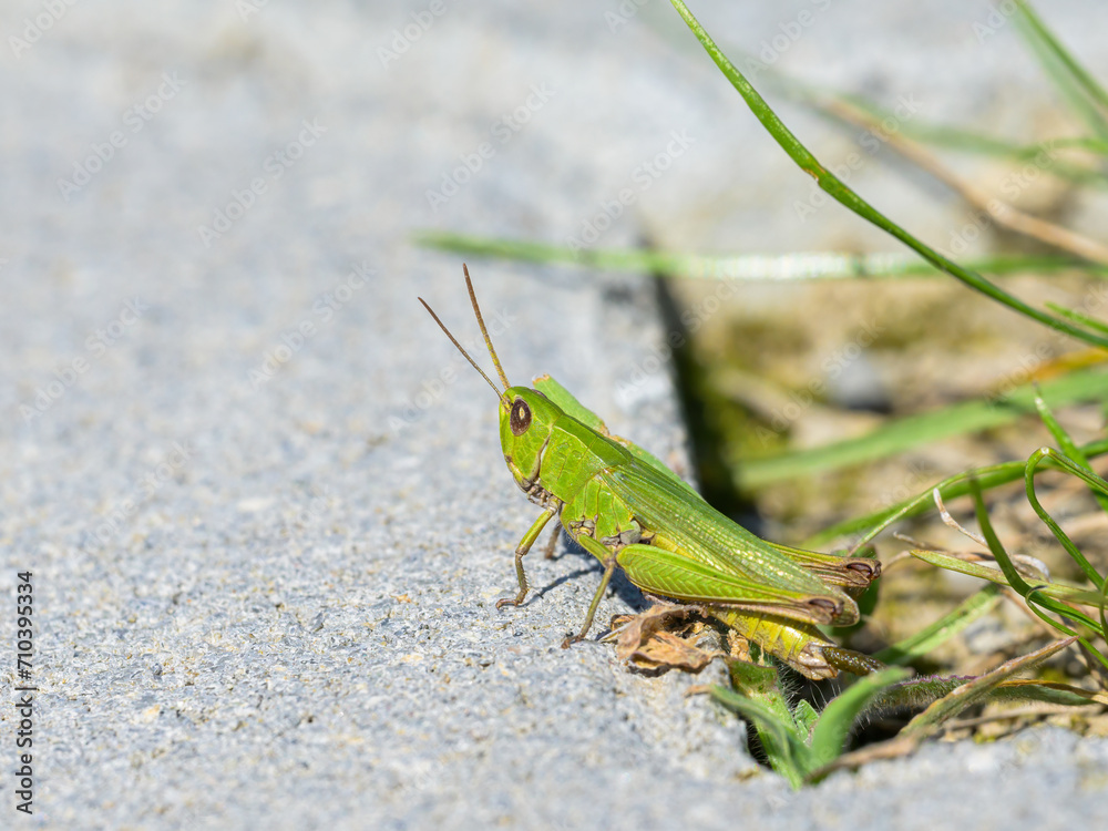 A green grasshopper sitting on the ground A green grasshopper sitting on the ground