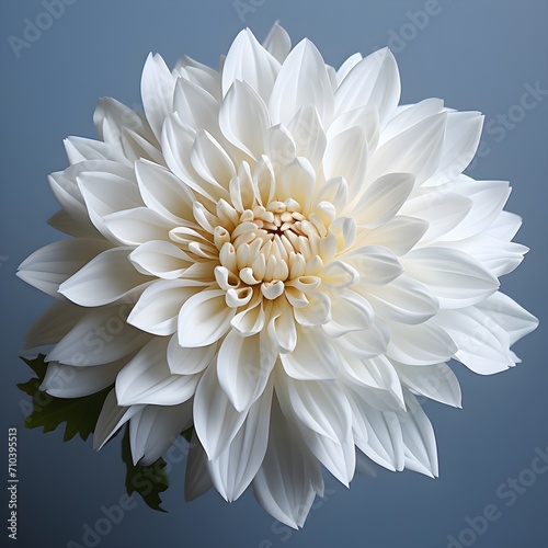 Wallpaper Mural white chrysanthemum flower. white dahlia flower. chrysanthemum top view. chrysanthemum flat lay. white chrysanthemum flower on white background with shadow Torontodigital.ca