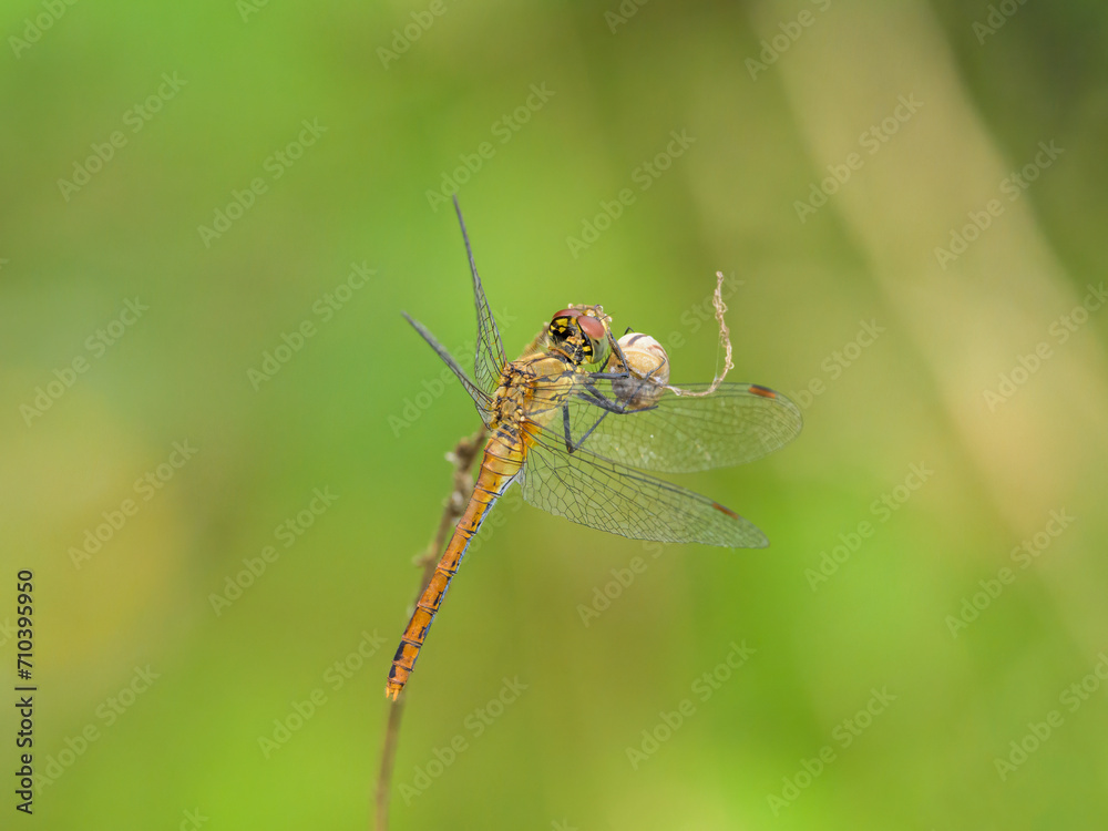 A vagrant darter dragonfly resting on a plant A vagrant darter dragonfly resting on a plant