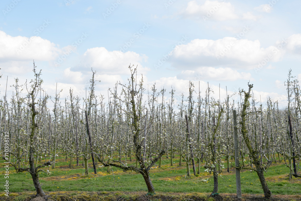 Blooming apple trees on a plantation in early spring