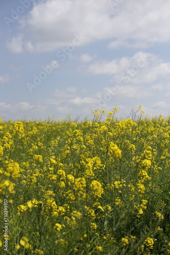 Rape blossom in korea