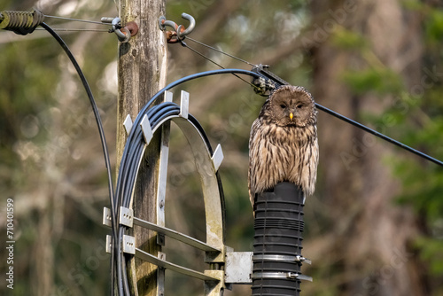 Ural owl, owl on electric pole photo