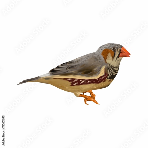 Bird, Amadin. Graphic illustration isolated on white background. Design element for greeting cards, invitations, spring banners, packaging. Bird Day.