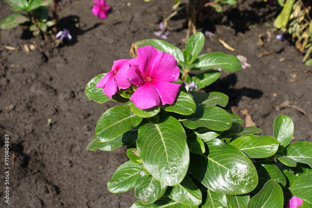 2 pink flowers of Catharanthus roseus in mid September 2 pink flowers of Catharanthus roseus in mid September