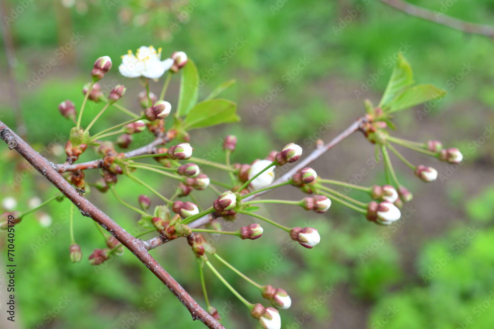 twig of cherry tree covered with buds close up twig of cherry tree covered with buds close up