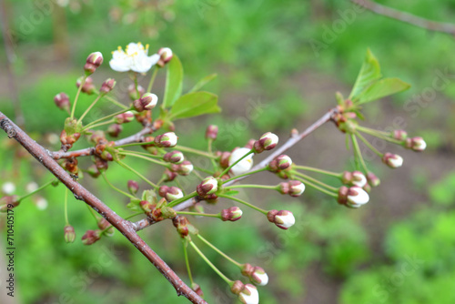 twig of cherry tree covered with buds close up