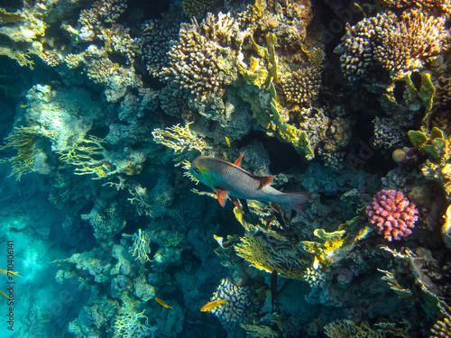 Wallpaper Mural Extraordinary inhabitants in the coral reef of the Red Sea Torontodigital.ca