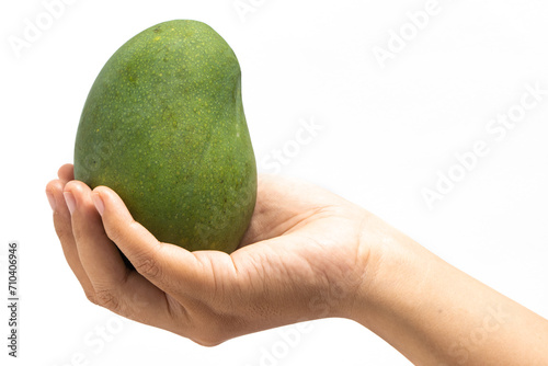 Hand holding fresh organic green mango delicious fruit isolated on white background clipping path