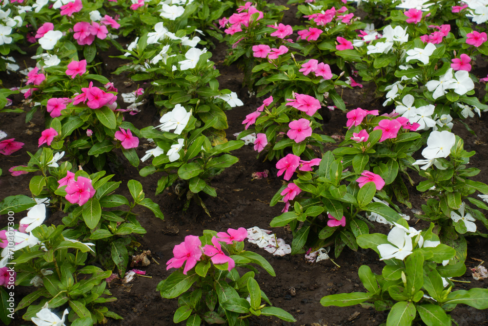 Multiple pink and white flowers of Catharanthus roseus in July