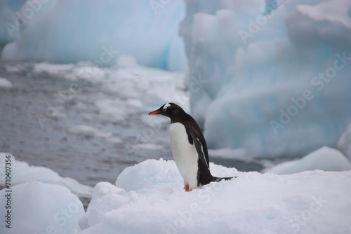 Gentoo Penguin  Pygoscelis papua   Danco Island  Antarctica.