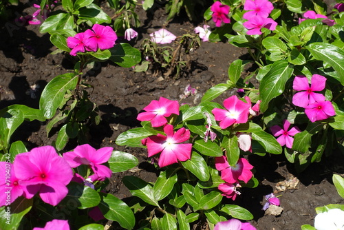Vibrant pink and white flowers of Catharanthus roseus in July