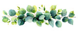 Watercolor of green and yellow eucalyptus leaves, detailed and realistic, isolated on transparent or white background