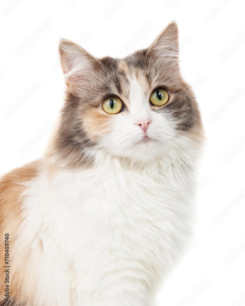 Bright fluffy funny cat isolated on the white background