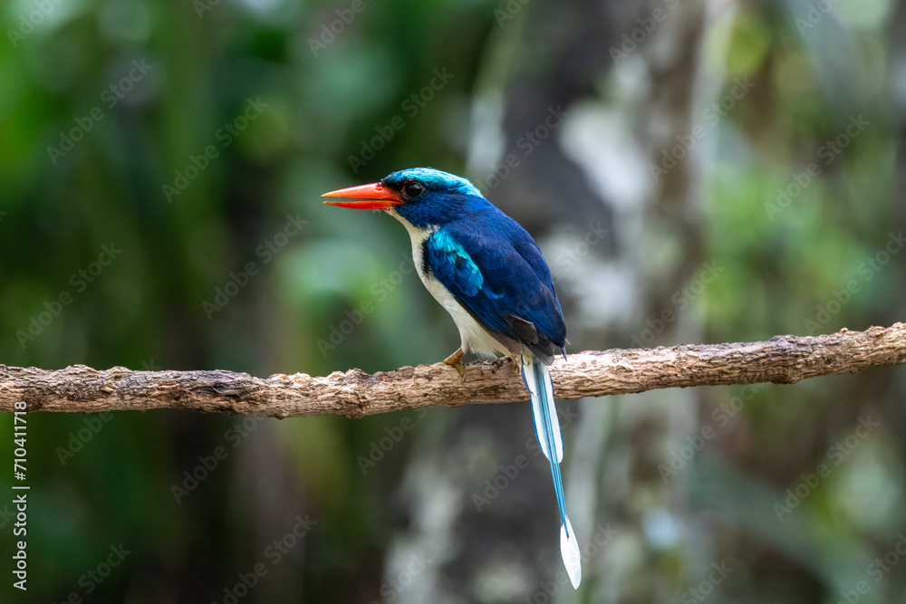 Common paradise-kingfisher (Tanysiptera galatea), also known as the Galatea paradise kingfisher and the racquet-tailed kingfisher, observed in Waigeo in West Papua, Indonesia Common paradise-kingfisher (Tanysiptera galatea), also known as the Galatea paradise kingfisher and the racquet-tailed kingfisher, observed in Waigeo in West Papua, Indonesia