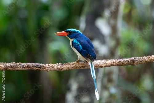 Common paradise-kingfisher (Tanysiptera galatea), also known as the Galatea paradise kingfisher and the racquet-tailed kingfisher, observed in Waigeo in West Papua, Indonesia © Mihir Joshi