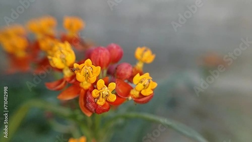 red and yellow tulip Mexican Butterfly flower, Outdoor nature asclepias curassavica close up photo
