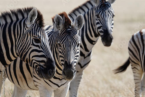 Three zebras are on the savannah, two are looking at the camera.