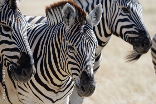 Fototapeta Naklejka Na Ścianę i Meble -  The stripes of a zebra's face almost form an oval where they meet in the middle