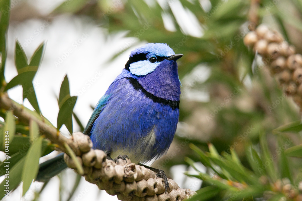 Fototapeta premium Splendid Fairywren
