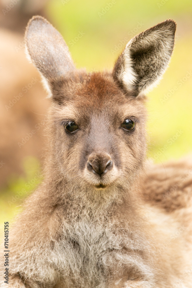 Kangaroo